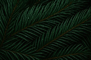 Pine Leaf Texture Closeup. Dark Green Botanical Background