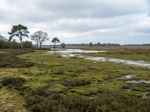 marshland