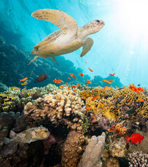 Underwater Tropical Corals Reef with Turtle and colorful sea fish. Marine life sea world. Tropical colourful underwater seascape.