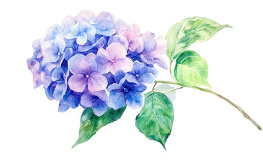 Fototapeta premium Beautiful watercolor painting flower isolated on white background, png