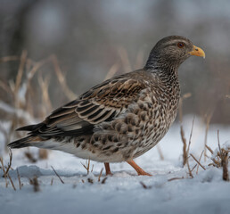 Fototapeta premium Bird, possibly thrush, stands in snow near berry bushes during winter. Plumage shows intricate patterns of brown, white. Background features soft bokeh effect, focusing attention on bird,