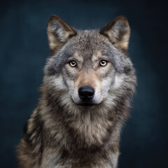 Majestic Wolf Looking Directly at the Camera Studio