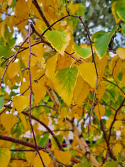 Vertical photo featuring yellow birch leaves in soft focus with a blurred background of tree canopy. The image conveys the beauty of autumn foliage with warm colors and a gentle natural atmosphere.