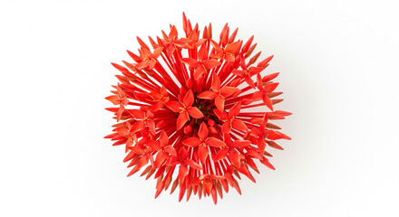 Bright Red Asoka Flower on White Background