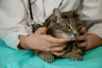Close-up of gray cat with green eyes gently petted by female veterinarians hands. Calm pet, veterinary care, animal comfort