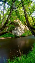 Fototapeta premium Lush forest river scene (1)