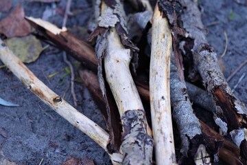 Dry wooden sticks on the ground in the forest 