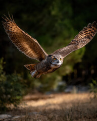 Fototapeta premium Owl in Flight Dynamic Pose