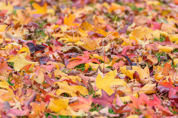 A beautiful abstract pattern of autumn leaves, a natural design element.