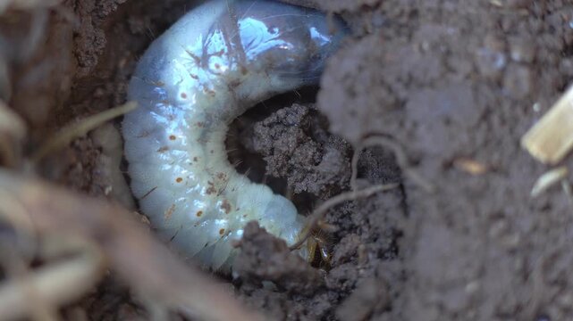 A bull bug (Diloboderus abderus) nesting on garden soil