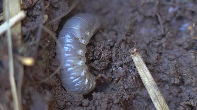A bull bug (Diloboderus abderus) nesting on garden soil