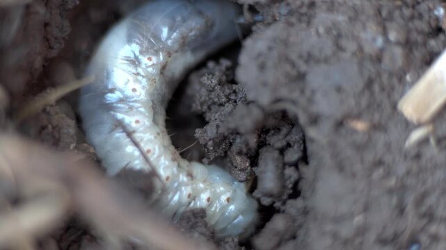 A bull bug (Diloboderus abderus) nesting on garden soil