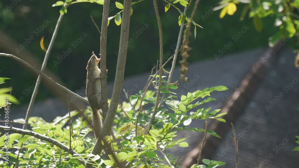 Poster squirrel climbing a tree in a lush environment with sunlight filtering through leaves
