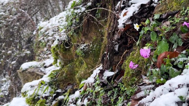 Cyclamen flower covered by growing pink blossom is bloom in nature forest Hyrcanian jungle in Iran snow highland mountain plant petals spring rainfall outdoors greenery scenic tranquility wild woods