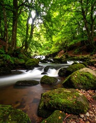 Obraz premium Lush forest stream (2)