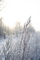 Winter Grass with Frost