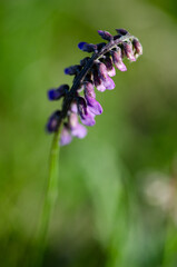 Purple Wildflower Macro