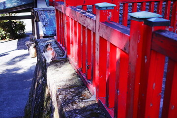 神社に住み着くネコ