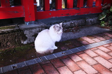 神社に住み着くネコ