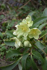 Beautiful green hellebore flowers showcasing nature's elegance, perfect for themes of gardening, botanical beauty, and plant care.