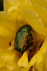 Close-up macro photo of metallic green rose chafer beetle (Cetonia aurata) sitting inside a vibrant yellow rose. Beetle's iridescent carapace contrastists beautifully with soft yellow petals