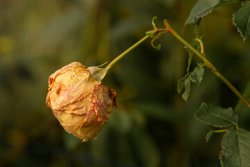 Macro photo of withered rose bud hanging from green stem, captured in natural light against soft, blurred green background. Dried petals and lifesless form symbolize fading beauty, aging, decay