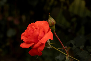 Vibrant red rose covered in fresh water droplets, captured in close -up against dark, soft-focused background. Photo evokes feelings of freshness, elegance and natural beauty