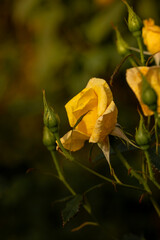 Vibrant yellow rose covered in fresh water droplets, captured in close -up against dark, soft-focused background. Photo evokes feelings of freshness, elegance and natural beauty. Gold metal rose