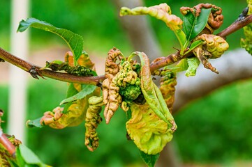 A peach tree branch with severe leaf curl disease, a common fungal problem.