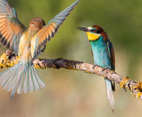 European bee-eater, merops apiaster. One bird sits on a branch, another bird lands on a branch