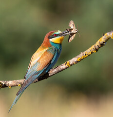 European bee-eater, merops apiaster. A bird sits on a branch, holding its prey in its beak