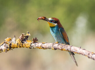 European bee-eater, merops apiaster. A bird sits on a branch, holding its prey—a beetle—in its beak