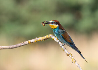 European bee-eater, merops apiaster. A bird sits on a branch, holding its prey in its beak - a wasp