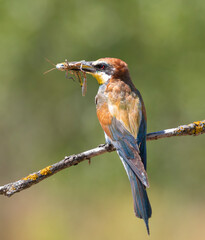 European bee-eater, merops apiaster. A bird sits on a branch, holding a migratory locust in its beak