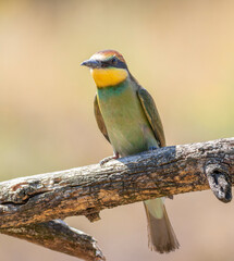 European bee-eater, merops apiaster. The chick flew out of the nest, landed on a branch