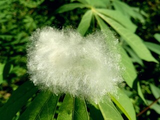 hdr, This is of white color cotton wood (Ceiba pentandra) on the green cassava leaf 