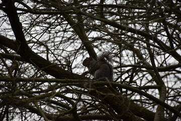 A cute gray squirrel perched on a branch in a bare tree. This image captures the essence of wildlife in a natural setting, perfect for nature enthusiasts.
