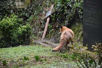 Obraz premium A curious fox exploring a lush, overgrown garden, showcasing nature's beauty and wildlife in an urban environment.