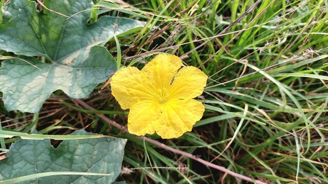 Bright Yellow Ridge Gourd Flower Closeup on Luffa acutangula Vine in Natural Light