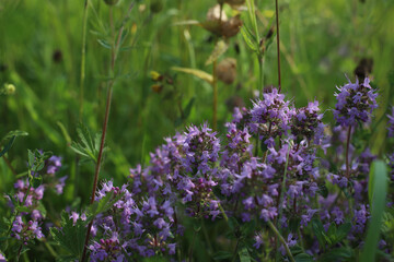 medicinal plant thyme blooms in the field with purple flowers