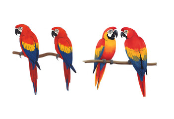 pair of parrots
