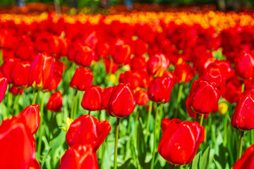 Blooming bright colorful tulips in the park.  Nature background.