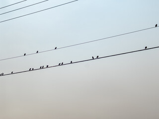 Silhouette of a group of starlings resting on power line in the dusk