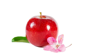 Red juicy shiny apple with flowers and leaves. Isolated on white background.