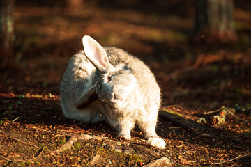 Cute gray rabbit sitting on the ground.