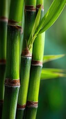 Obraz premium Close-up of vibrant green bamboo stalks and leaves (2)