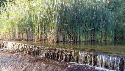 Piccola cascata con salto d'acqua tra canneti e vegetazione ripariale in ambiente fluviale naturale con terrazzamenti di pietra