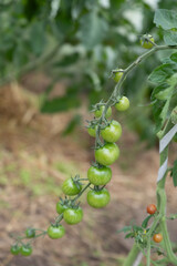 Close-up of green cherry tomatoes growing on the vine in a greenhouse