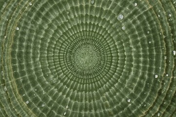 Nature's Patterns: Green Spiral Texture in Microphotography &ndash; Abstract Botanical Details and Symmetry in Plant Life
