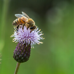 Honey bee on  flower collecting pollen .